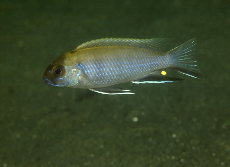 Pseudotropheus elegans 'Chitande Island'
